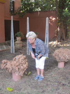 Karin beundrer en ørkenrose