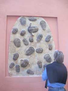 Atle studerer fossiler ved turistkontoret i Almunecar