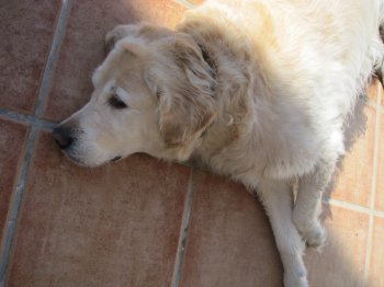 Balou flader ud i varmen